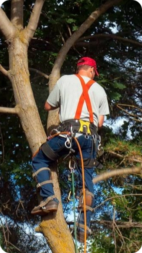 Tree climbing worker with safety harness performing tree removal
