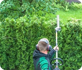 Hedge trimming with professional equipment