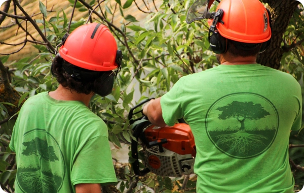 Two certified arborists in green shirts and orange hard hats working on tree trimming