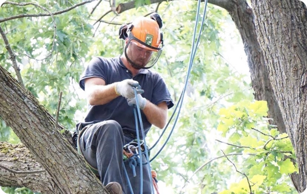 Certified arborist performing tree removal services in Ottawa