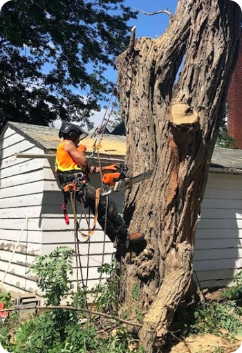 Certified arborist in safety harness cutting down a large tree with a chainsaw